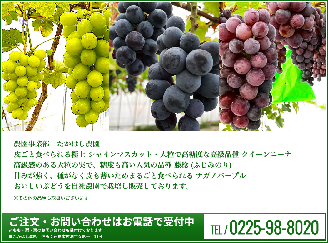皮ごと食べられる極上 シャインマスカット・大粒で高糖度な高級品種 クイーンニーナ高級感のある大粒の実で、糖度も高い人気の品種 藤稔 (ふじみのり)甘みが強く、種がなく皮も薄いためまるごと食べられる ナガノパープルおいしいぶどうを取り揃えて販売しています。！